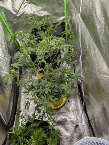 Early Girl — flower, day 33
