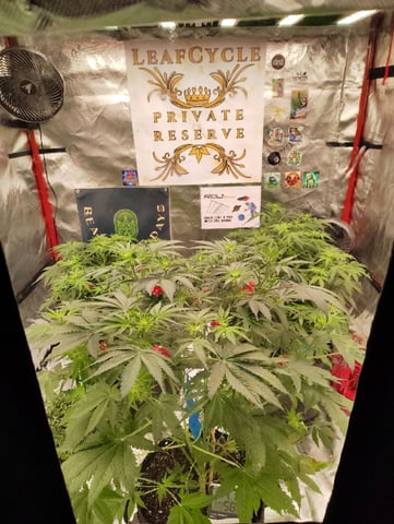 Beans For Days run — flower, day 46