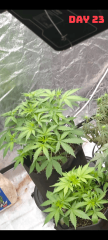 Strawberry Cheesecake Seedsman Seeds Autoflowers x2 — seedling_rooting, day 26