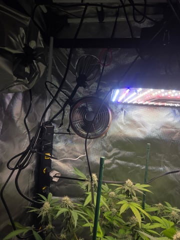 Looking for advice! — flower, day 77