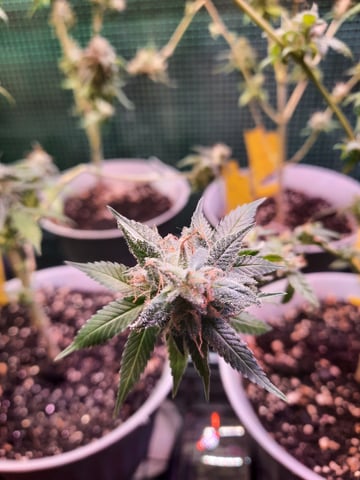 missing pieces — flower, day 130