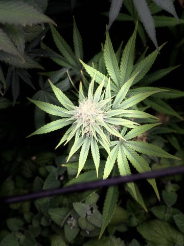 first indoor — flower, day 123