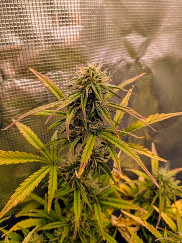 first grow — flower, day 55