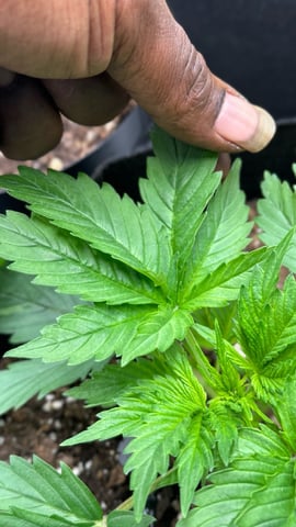 Auto Flower — vegetative, day 8