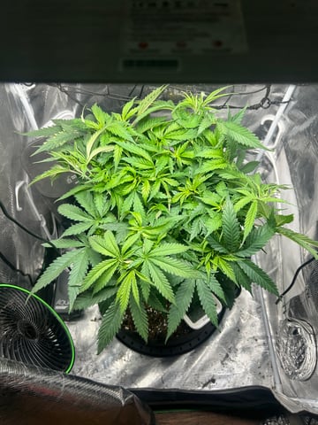 2nd Run — vegetative, day 60