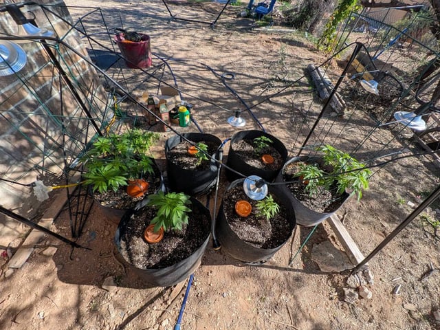 October Start — flower, day 62