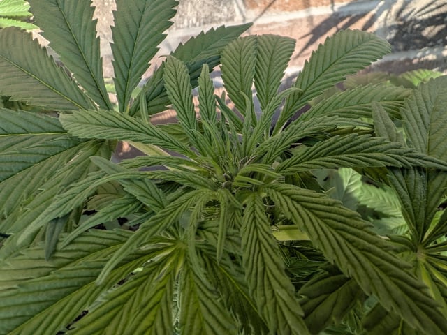 October Start — flower, day 88