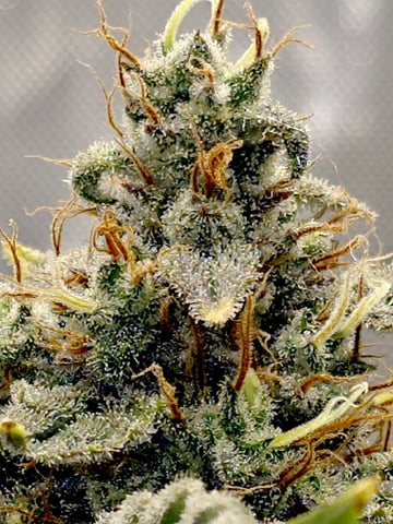 (4)autos  — flower, day 69