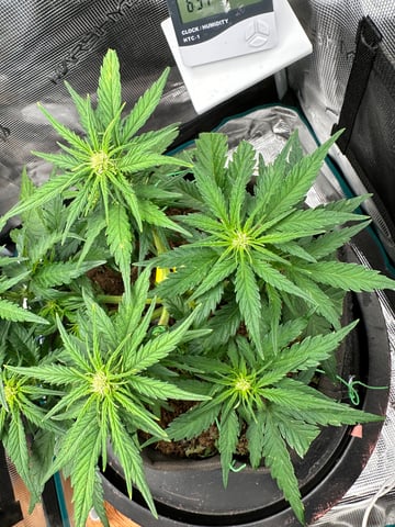 Auto Acid Auto — grow_setup, day 1