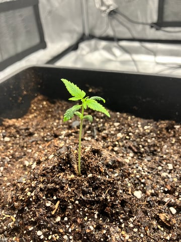 My First Grow — vegetative, day 16