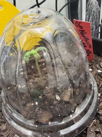 Midsummer Outdoor — vegetative, day 4