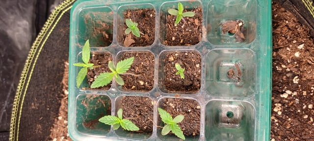 First Grow with the new setup  — seedling_rooting, day 7