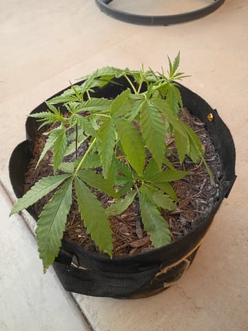 Purple Plum Perfect 💜 & 2 Grape Runtz 🍇 Mainlining garden.  — vegetative, day 53