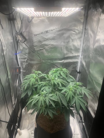 Blackberry Moonrocks (First Grow)