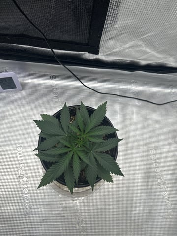 Gelato-Barney’s Farm  — vegetative, day 2