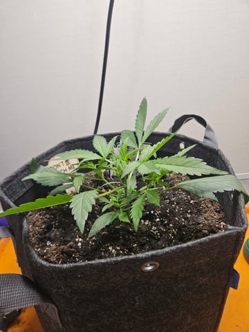 Mango Runtz — seedling_rooting, day 32