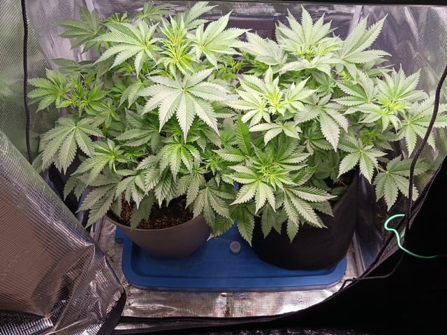 9lbhammer feminized  — flower, day 36