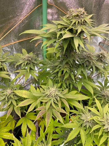 The White X Run Away Bride #3 — flower, day 82