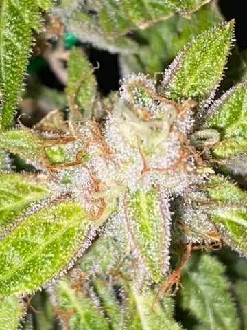 pineapple Express  — flower, day 42