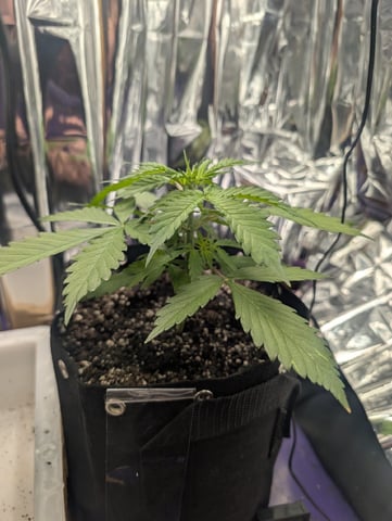 Zkittlez (Auto) — vegetative, day 27