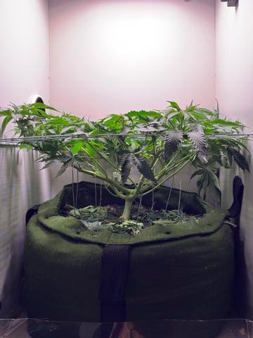 Armário — flower, day 6