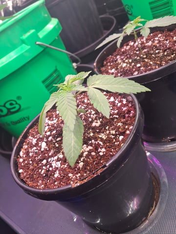 Astro cheese — seedling_rooting, day 18