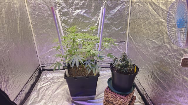 first grow adventure  — flower, day 69