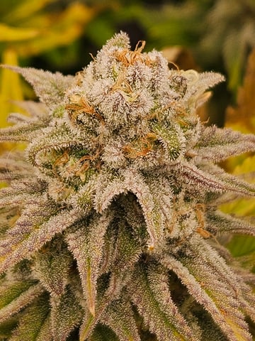 Double Trouble  — flower, day 95