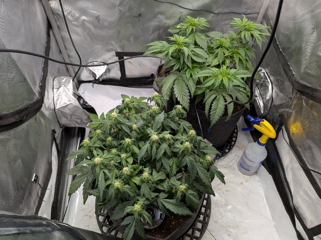 Grow Tent Starts — flower, day 63