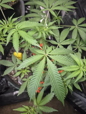 Grow 1 2026 Gelato Rainbow Sherbert  — vegetative, day 58