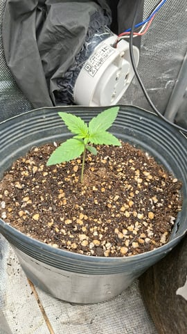 Skunk — seedling_rooting, day 1