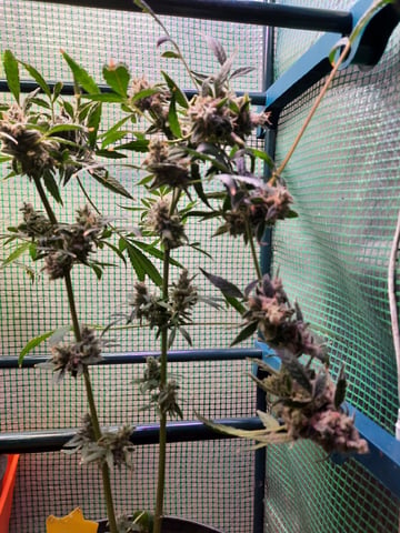 Blackberry kush — flower, day 130