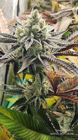 Blasted Genetics  — flower, day 48