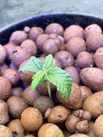 1st Ever Grow (Fat Bastard)(RDWC)  — seedling_rooting, day 14