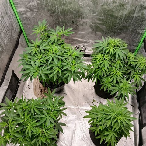 run #3 — vegetative, day 7