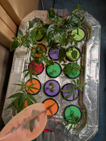 See what grows — vegetative, day 174