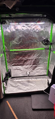 Here We Grow... — flower, day 72