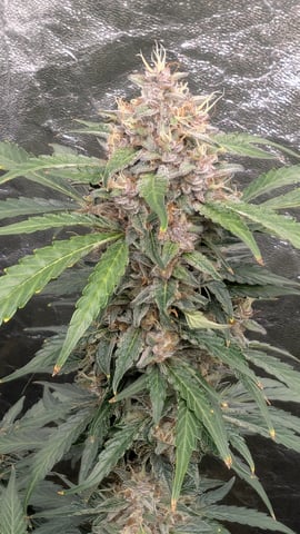 Mixed Grow — flower, day 76