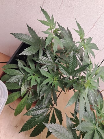 Gugugaga — flower, day 21