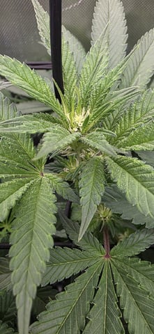 Ace Killer OG — flower, day 45