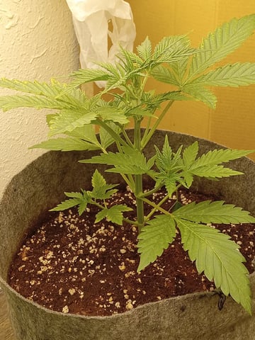 Blueberry critical kush x purple peyote wifi  and one L.a kush cake . — flower, day 75