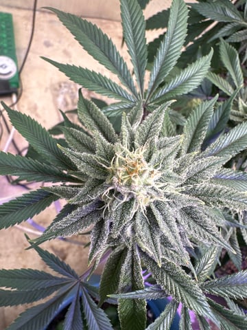 Gelly Mama and Sugar Tree — flower, day 201