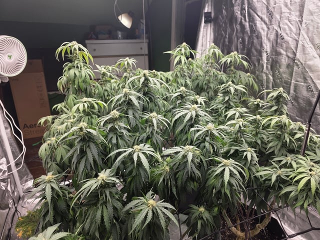 outdoor start/indoor 2025 — flower, day 166