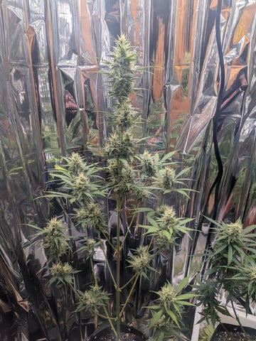 Zkittlez (Auto) — flower, day 86