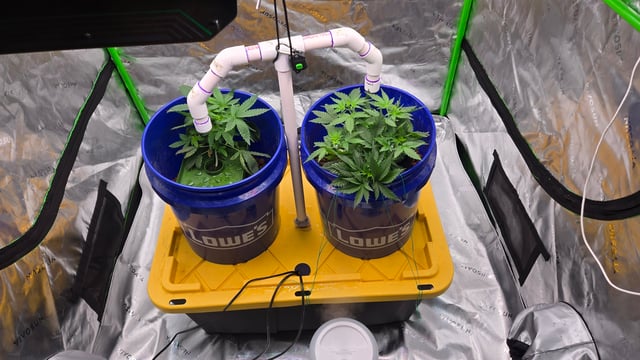 Fastbuds Autoflower Run — vegetative, day 29