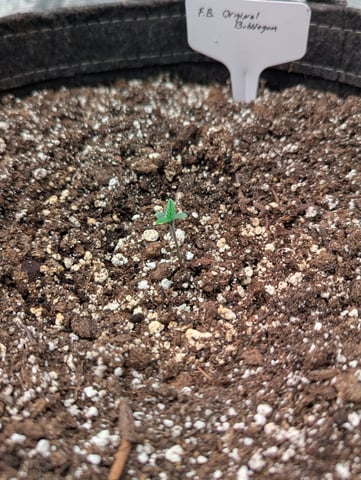 2025 EOY Grow — seedling_rooting, day 15