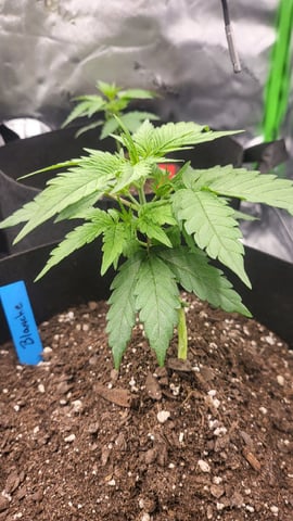 First attempt at planting some seeds — vegetative, day 38