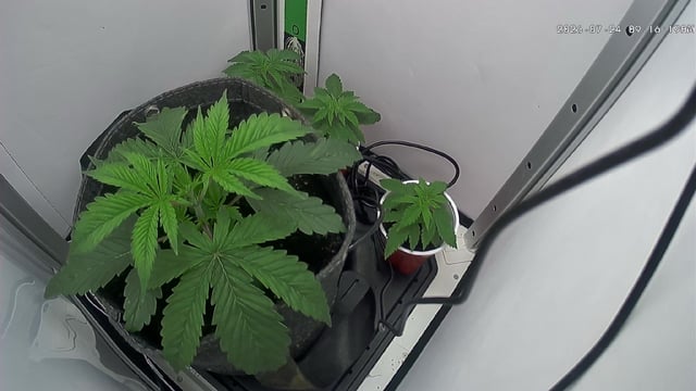 Blue Dream