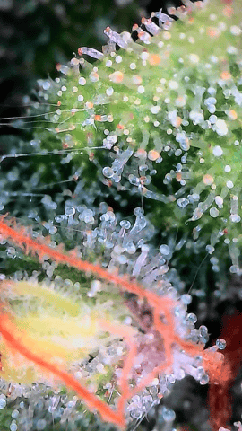 Starfighter/Ohio Guptilla Hybrid — flower, day 34