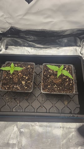 lilac diesel Rbx2 — seedling_rooting, day 13